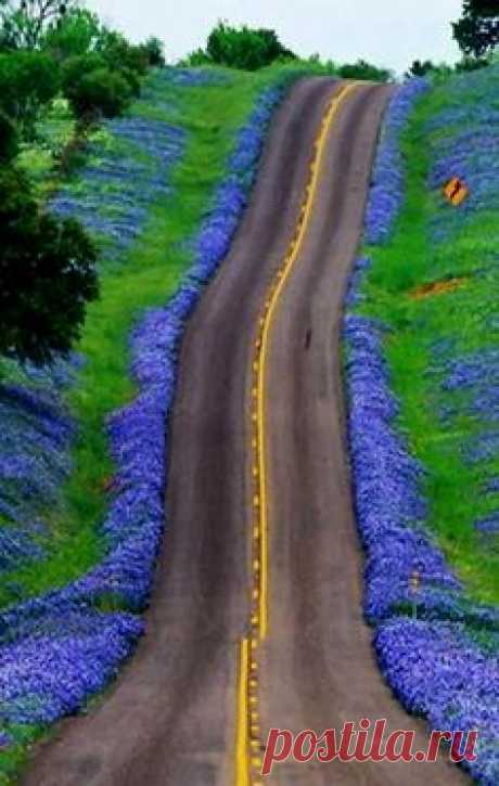 Texas Bluebonnets Highway, United States