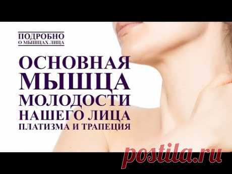 ОСНОВНАЯ МЫШЦА МОЛОДОСТИ ЛИЦА. ПЛАТИЗМА И МЫШЦЫ ТРАПЕЦИИ