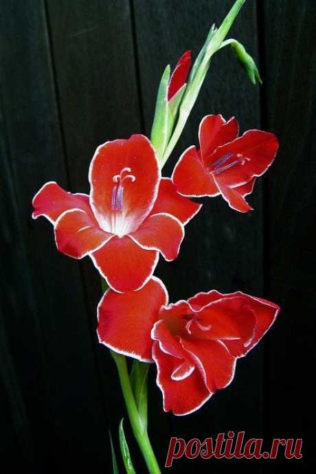 Butterfly Gladiolus 'Redwing' | ''Gorgeous GLADS!