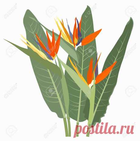 Strelitzia Blooming Flowers Isolated On White Background. Elegant Detailed Botanical Drawing Of Wild Flowering Plant. Hand Drawn Realistic Vector Illustration. Ilustraciones Vectoriales, Clip Art Vectorizado Libre De Derechos. Image 170013003.