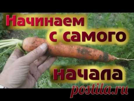 Как вырастить морковку - YouTube
