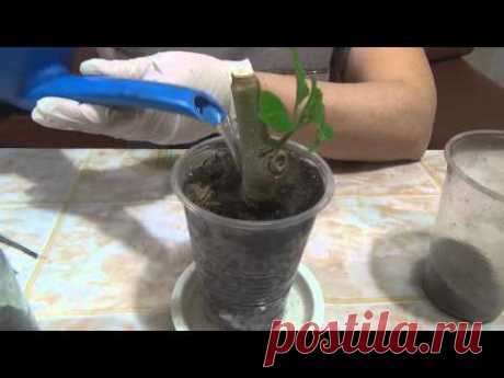 #Черенкование_бругмансии ч. 2   Cuttings Brugmansia h. 2