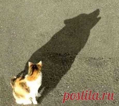 Сat wolf shadow illusion | Funny cats