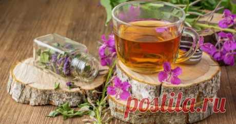 Как сушить иван-чай в домашних условиях для эффективного применения? 
О целебных свойствах кипрея слагают легенды, поэтому разузнать, как сушить иван-чай, стремятся все те, кто наряду с традиционной медициной предпочитают и альтернативные методы терапии. Свою популярно…
