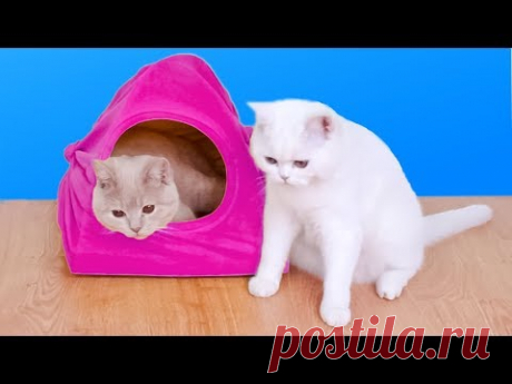 8 Ideas Increíbles Para Dueños De Gatos - YouTube