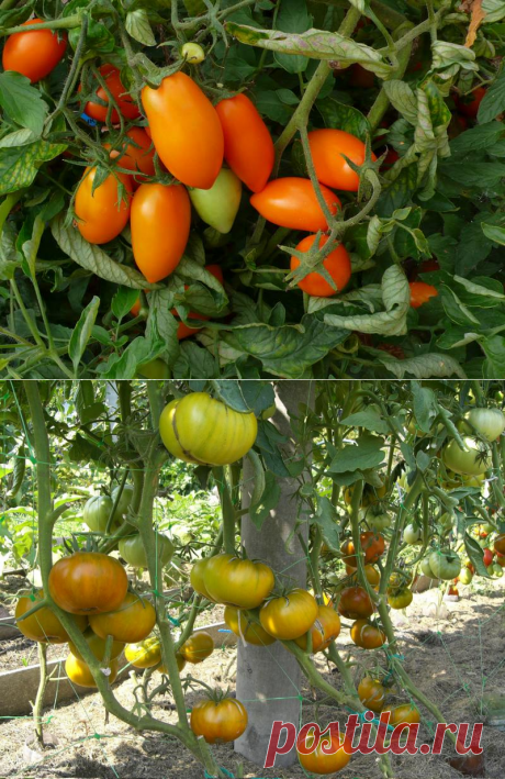Сорта томатов сибирской селекции на 2016 год