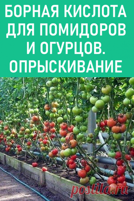 Борная кислота для помидоров и огурцов. Опрыскивание. Предлагаем узнать о том, как используется борная кислота для помидоров. Опрыскивание защитит томаты от заболеваний, связанных с нехваткой бора. #дача #огород #помидоры #огурцы #борнаякислота #опрыскивание