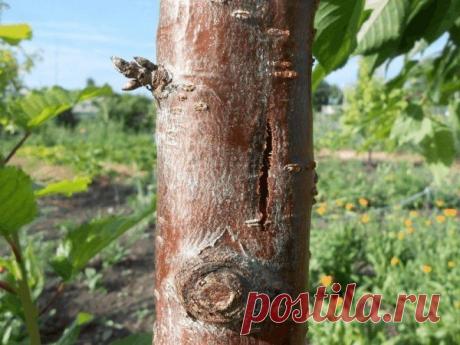 Лечение ран плодовых деревьев Даже при тщательном уходе за садом лечение ран плодовых деревьев может потребоваться каждому садоводу.