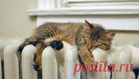 Кошки, которые очень любят тепло