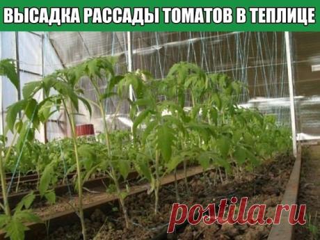Высадка рассады томатов в теплице | OK.RU