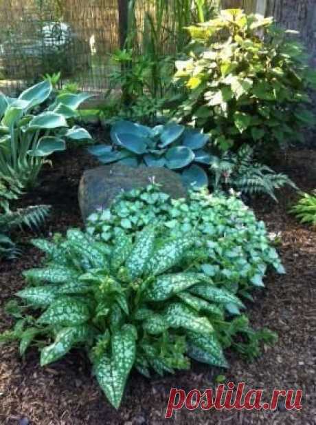 Ламиум (яснотка) в оформлении вашего сада