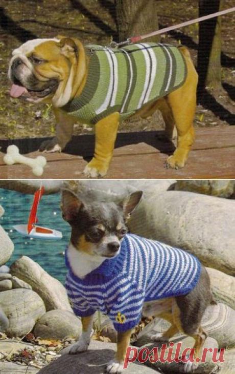 6.3 *Вязание свитера для собак 2. - вязание для собак и кошек , свитера, кофты, попоны для собак, комбинезоны, шапочки, обувь для собак, книгу Корин Ниснер "Вяжем для четвероногих модников", needleworkdogss Jimdo-Page!