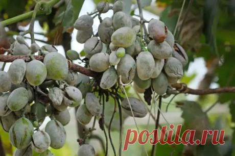 (34) Оидиум винограда: предупреждаем, распознаем, лечим - Наша дача - медиаплатформа МирТесен