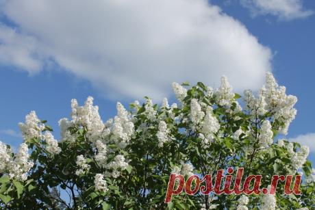 "Белую сирень ты зря не рви..."