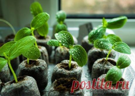 Необычные способы выращивания огурцов Что только не придумывают дачники, чтобы одним махом убить двух зайцев – и урожай получше получить, и труда при этом меньше вложить. Немного смекалки, минимум затрат – и соседи приходят полюбоваться в...