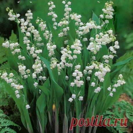 Майские травы от глаукомы.