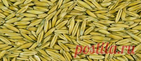 Удивительная польза овса | Дары природы |