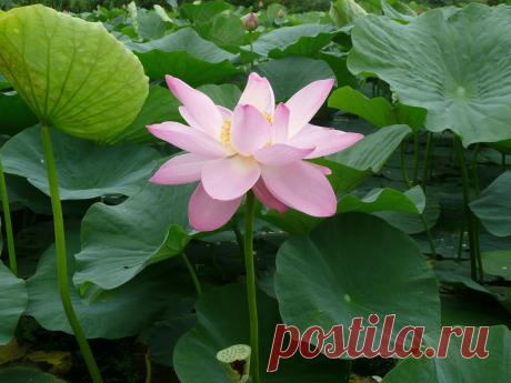 Приморские лотосы - 23 фото. Фотографии Вера Крупина.