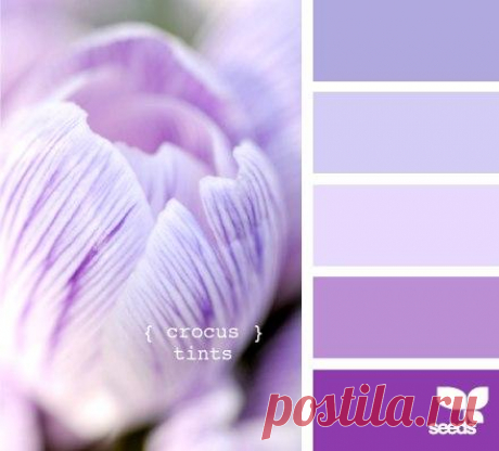 Многообразие цветов.