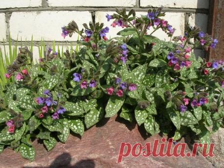 Волшебница медуница — 6 соток