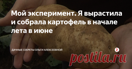 Мой эксперимент. Я вырастила и собрала картофель в начале лета в июне Пожалуй, каждый огородник мечтает собрать урожай в начале летнего сезона, а не к сентябрю. Ведь так хочется побаловать себя и свою семью ранней картошечкой с шашлычками. А ведь это вполне реально!
Секрет №1. Подбираем правильный сорт
Однозначно определить самый лучший сорт картофеля нельзя: каждый вид имеет свои отличительные черты.
Так, один сорт дает лучший урожай, другой можно хранить дальше вс