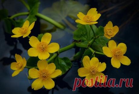 Подробное описание калужницы болотной Описание калужницы болотной. Характеристики. Полезные свойства растения. Лечение и признаки отравления соком или листьями цветов.