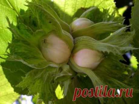 Дневник Зверобой