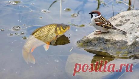 Почему птицы «не писают», а рыбы не пьют воду? Подробный научный обзор | PortalBio