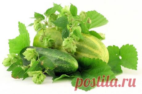 Огуречные проблемы и их решение