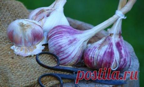 Храним чеснок так, как будто его только собрали с грядки | У-Дачный канал советы от Арины | Яндекс Дзен