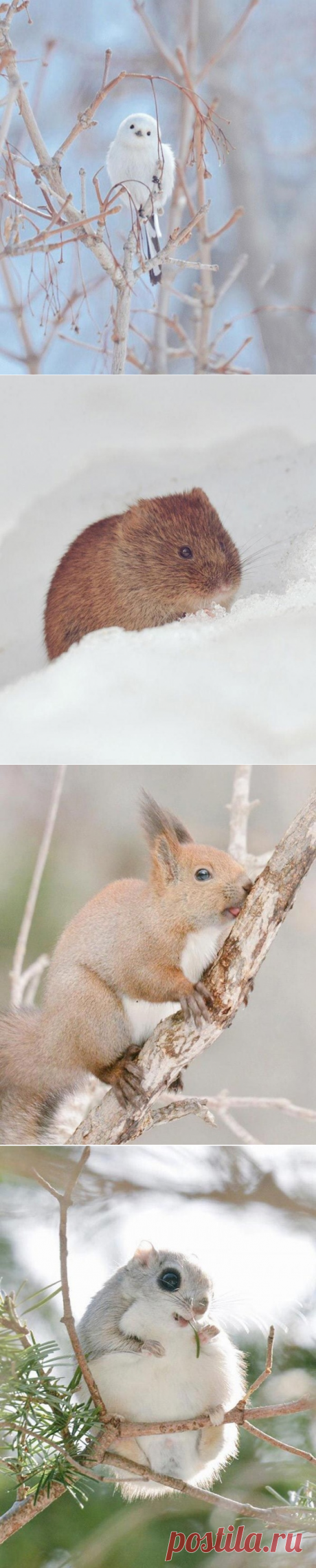 Очаровашки с острова Хоккайдо