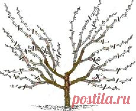 Обрезка крыжовника