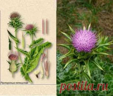 Расторопша пятнистая применение, фото, лечение.