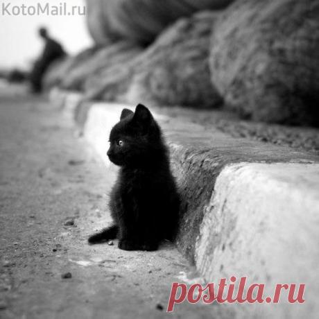 ДИКИЙ КОТЁНОК | KotoMail.ru