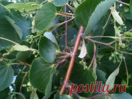 Часть 2. Ставим ловушки, снимаем рои, пересаживаем их в ульи.