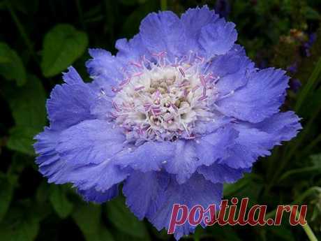 Скабиоза или “Знакомая незнакомка” | Самоцветик