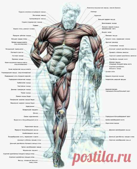 Атлас мышц человека. Вид спереди