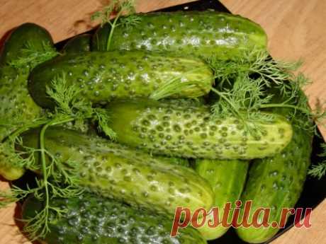 Огурцы малосольные по старинному рецепту
ИНГРЕДИЕНТЫ
ОгурецЧеснокХрен (корни и листья)Перец красный горькийУкропСоль(крупная, не йодированная)-2 ложки(без горки)Вода - 1 литрКАК ПРИГОТОВИТЬ
Моем огурцы и заливаем их холодной водой, оставляе…