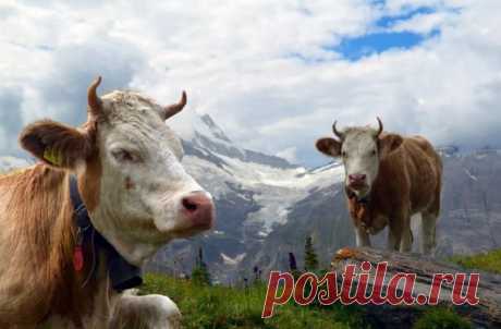 Рогатые коровы заслуживают материальной поддержки, считают швейцарские парламентарии | Живой мир - природа
