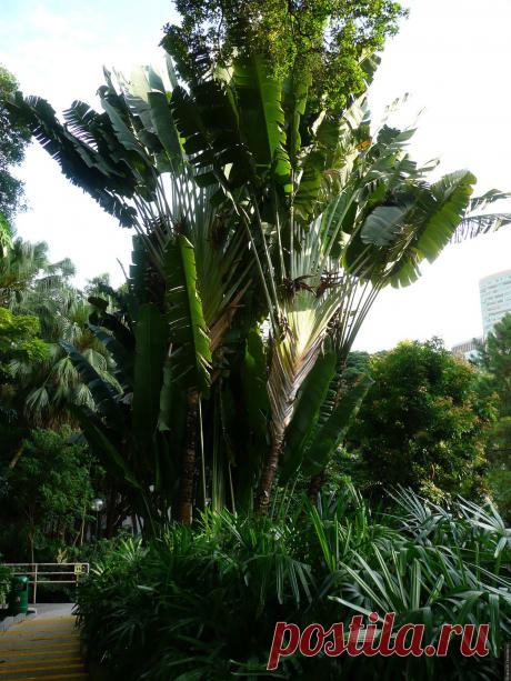 Kowloon Park (Гонконг) | Фотографии Вера Крупина | 2908