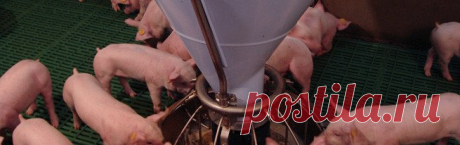 Откорм свиней в домашних условиях: комбикорм, премиксы, кормовые добавки, рацион