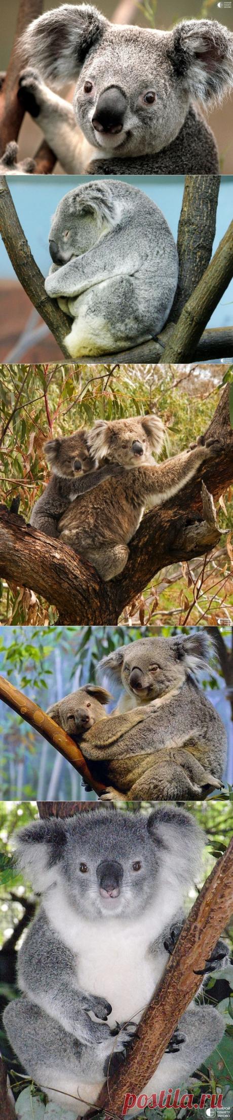 Коала - непьющий зверь - Путешествуем вместе