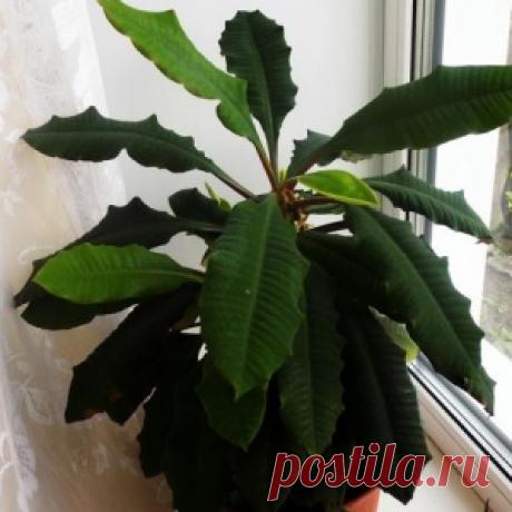 Удобрение из белков яиц для комнатных растений