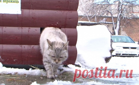 Теперь ушки и хвостики будут согреты! В Кобрине (Беларусь) устанавливают домики-люкс для бездомных котов