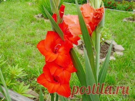 ....Посадка гладиолусов Выращивание и уход......