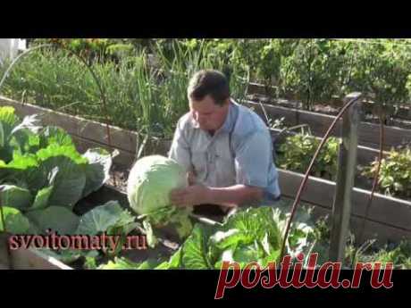 Выращивание ранней капусты