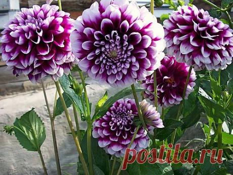 Тараторка — «пестро цветочное настроение» на Яндекс.Фотках