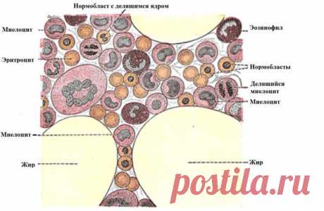 Костный мозг