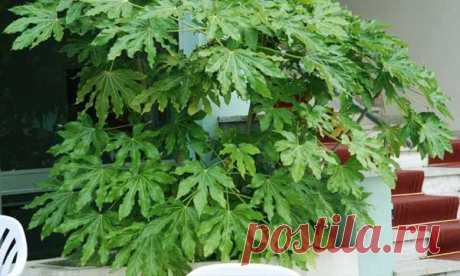 Уход за фатсией японской Фатсия, комнатное растение, которое гораздо чаще можно встретить в офисах, чем в домах и квартирах. И дело вовсе не в отсутствии популярности фатсии у цветоводов любителей. Дело в том, что растет фатс...