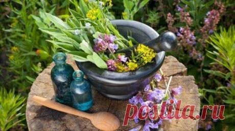 Медики перечислили самые эффективные против гипертонии растения